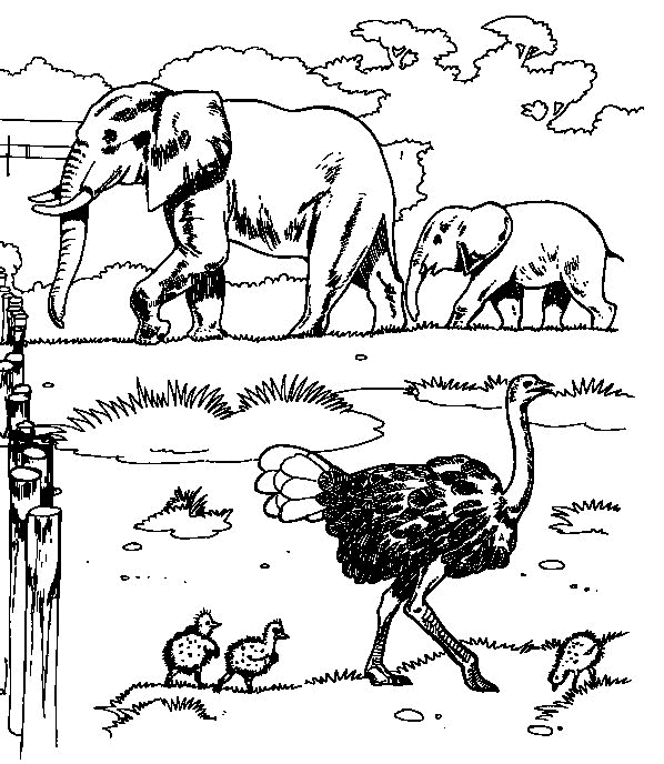 Plansa de colorat cu Elefant 31 25